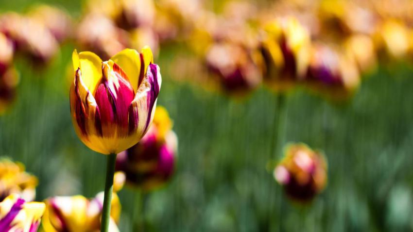 02809 springdreaming 2560x1440