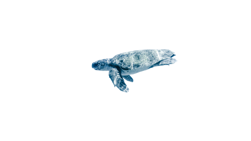 Turtle png file, free download 11