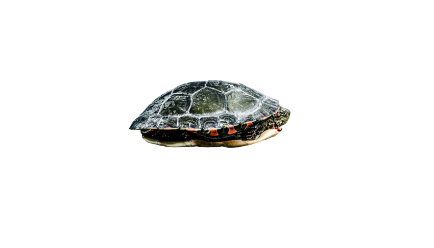 Turtle png file, free download 51