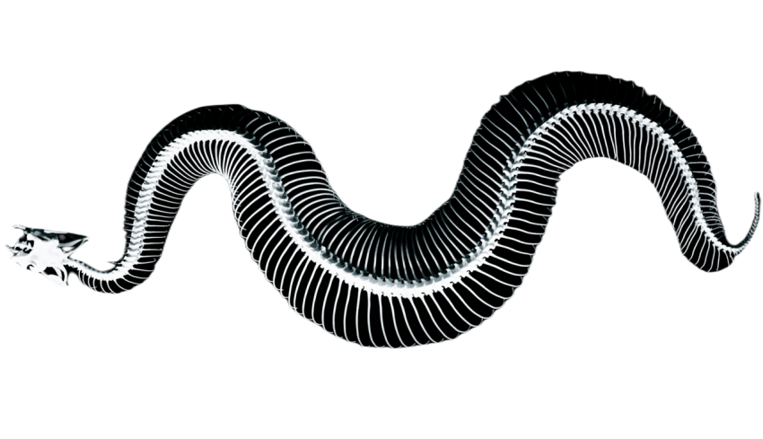 Snake png file free download (frefile com) 22