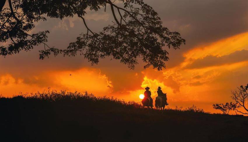 Cowboy on horse silhouetted against a large tree 2024 12 05 09 54 59 utc