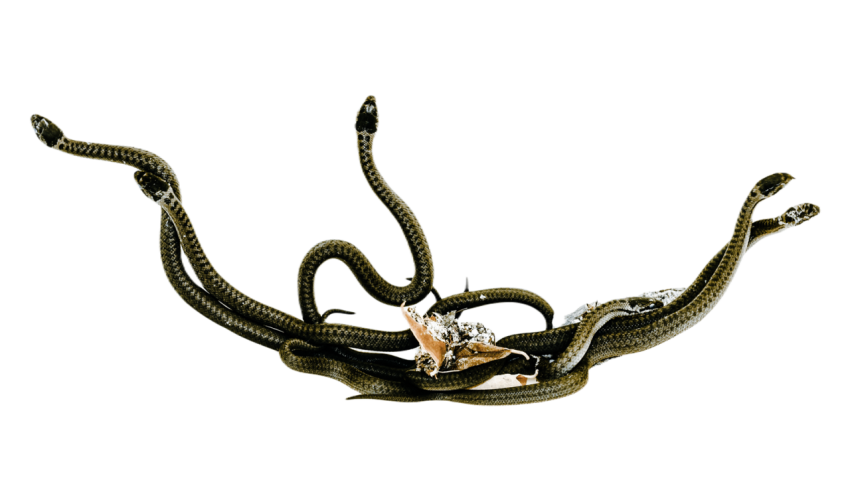 Snake png file free download (frefile com) 3