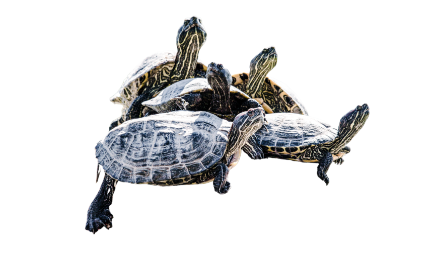 Turtle png file, free download 44