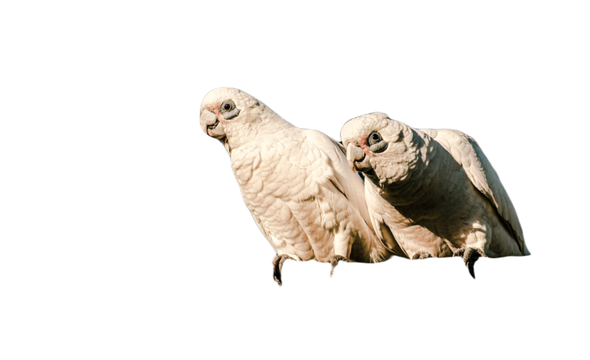 Parrots in the world png file 262