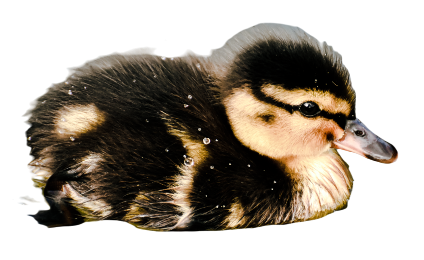 Duck png file, animal free download (frefile com) 59