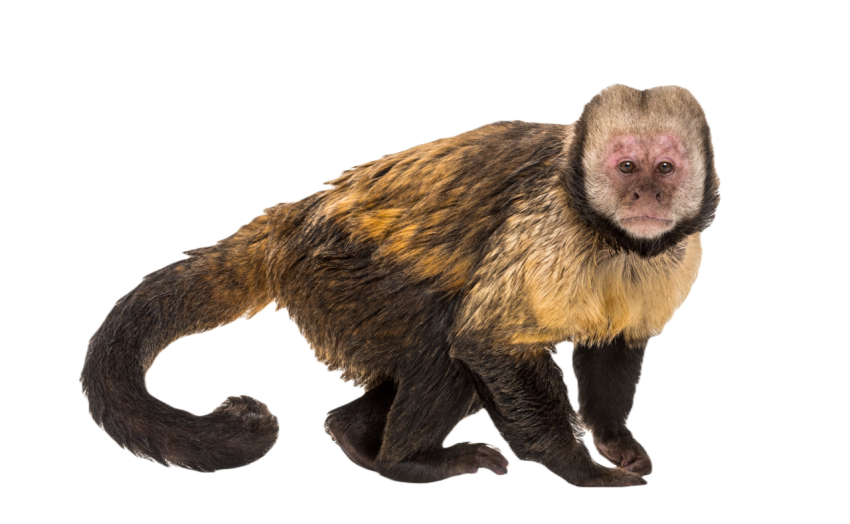 Golden bellied capuchin sapajus xanthosternos 2024 09 27 11 03 54 utc