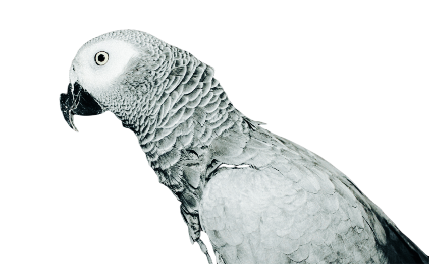 Parrots in the world png file 60