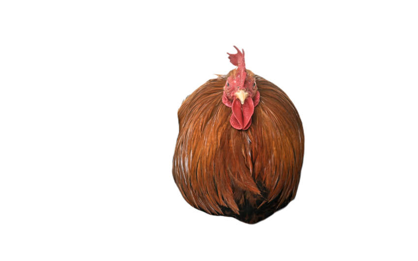 Pekin chicken in studio 2024 12 06 04 57 53 utc