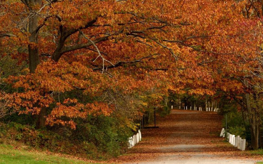 100 Amazing Mixed Wallpapers {Pack  344} (8)