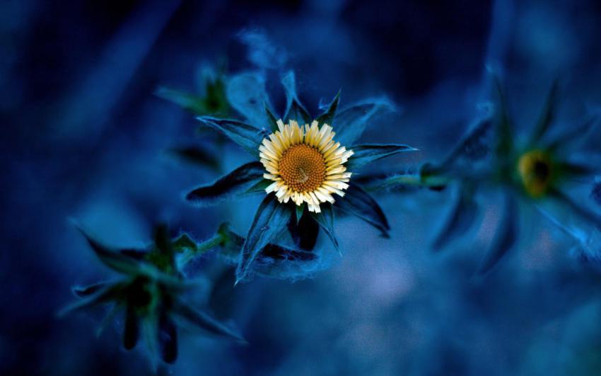 100 Amazing Mixed Wallpapers {Pack  344} (78)