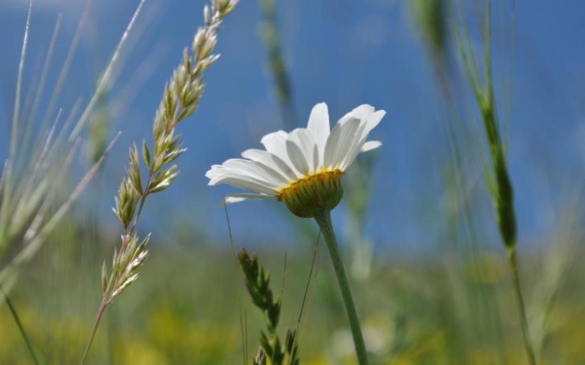 Walpaper, natural, landscape free download (2)