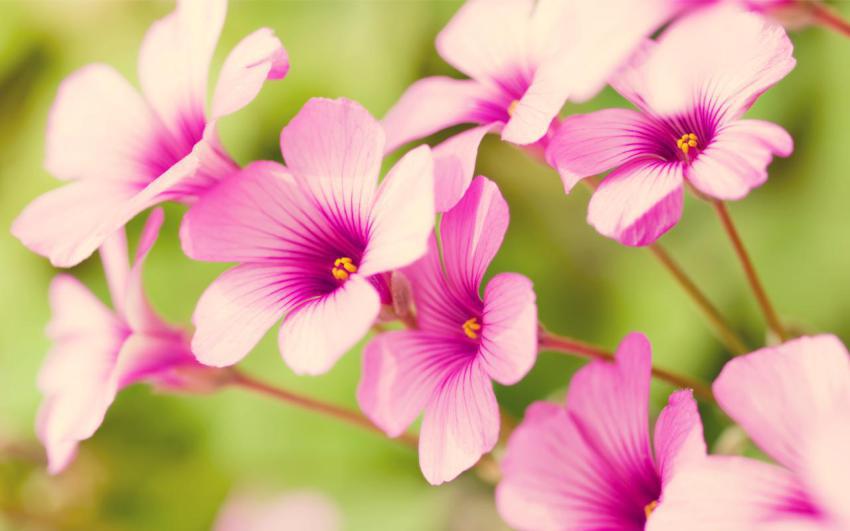 Walpaper, natural, landscape free download (6)