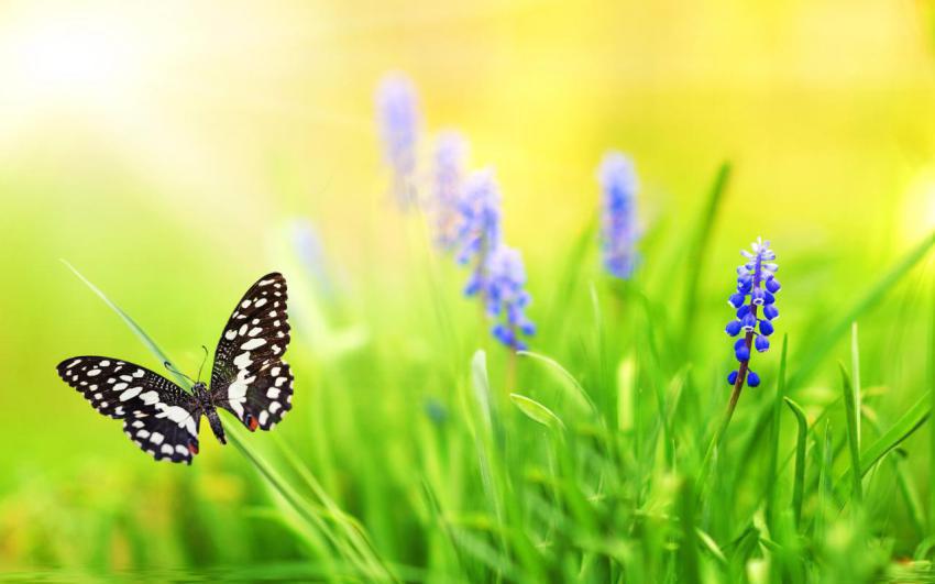Walpaper, natural, landscape free download (99)