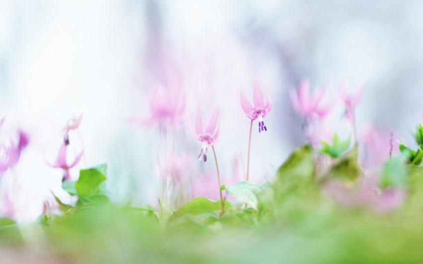 Walpaper, photo, background free download (4)
