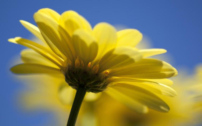 Walpaper, photo, background free download (9)