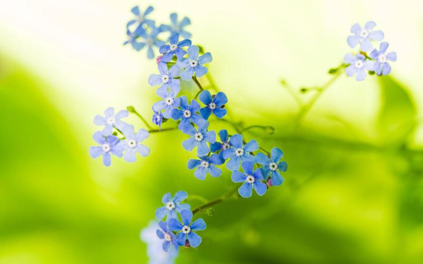 Walpaper, photo, background free download (33)