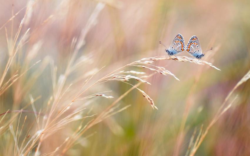 Walpaper, photo, background free download (91)