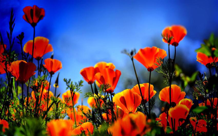 Walpaper, photo, background free download (94)