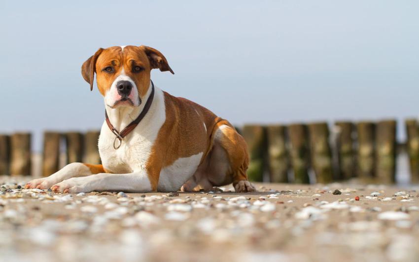 Landscape, animal, girl free download (2)