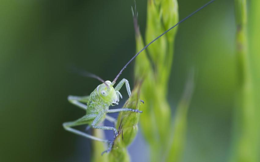 Landscape, animal, girl free download (9)