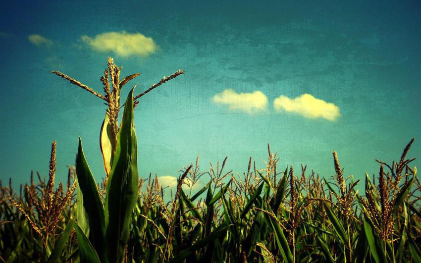 Landscape, animal, girl free download (10)