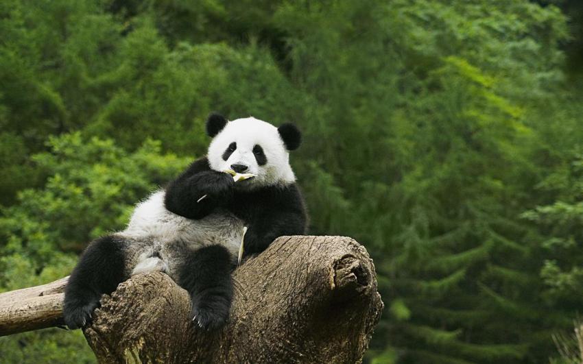 Landscape, animal, girl free download (17)