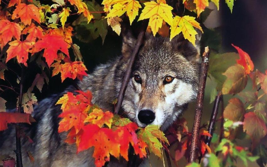 Landscape, animal, girl free download (16)