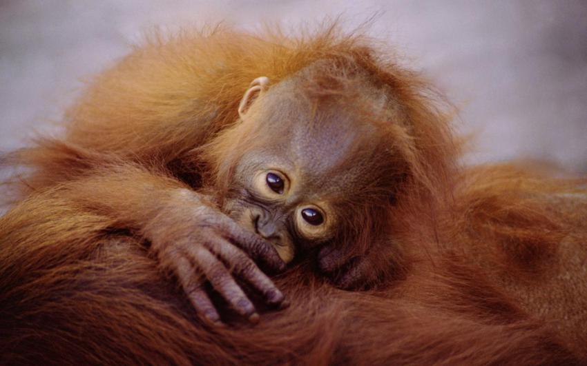 Landscape, animal, girl free download (20)