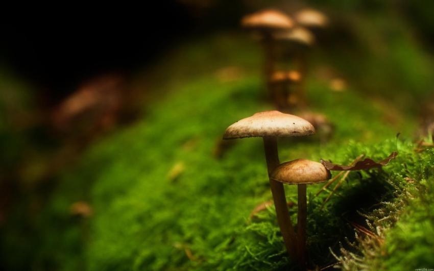 Landscape, animal, girl free download (33)