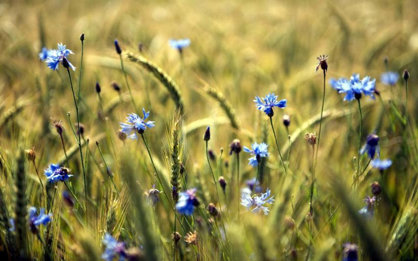 Landscape, animal, girl free download (59)