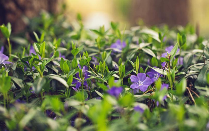 Landscape, animal, girl free download (60)