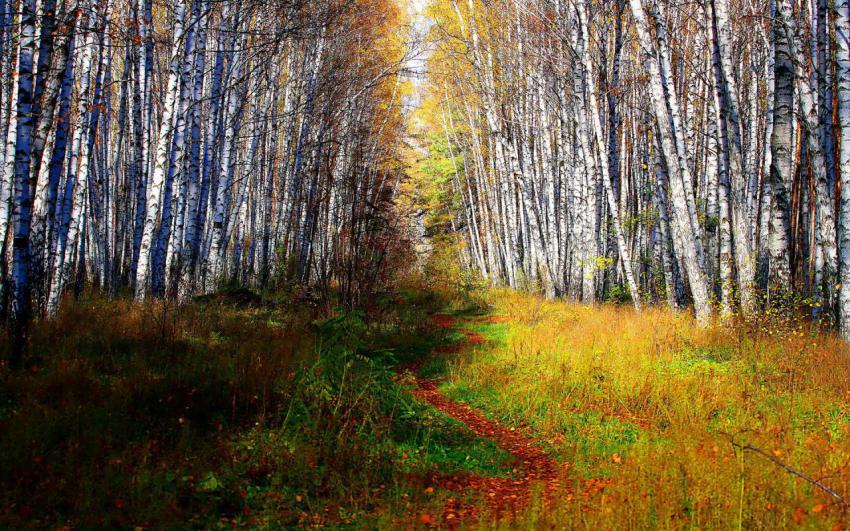 Landscape, animal, girl free download (71)