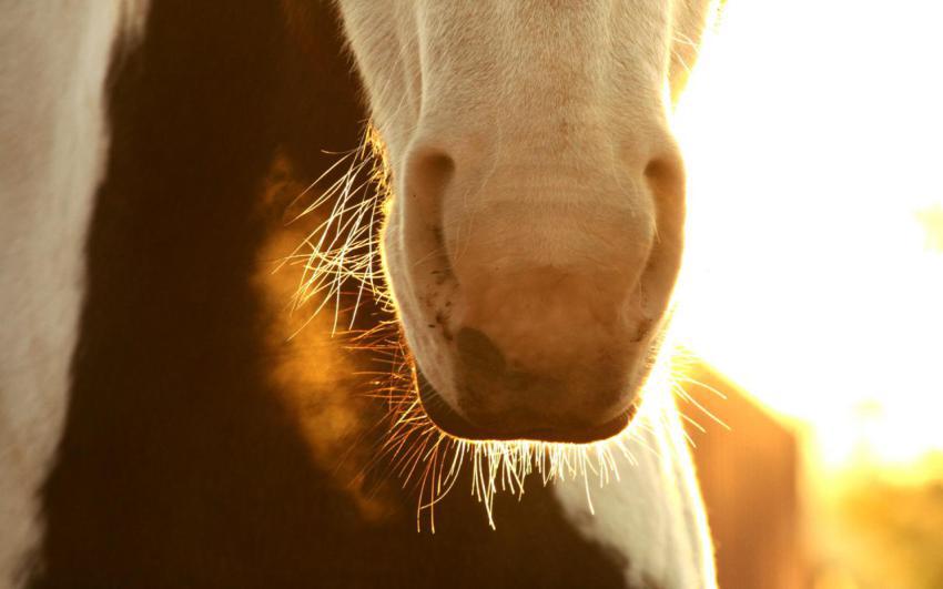 Landscape, animal, girl free download (91)