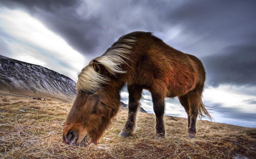 Landscape, animal, girl free download (98)