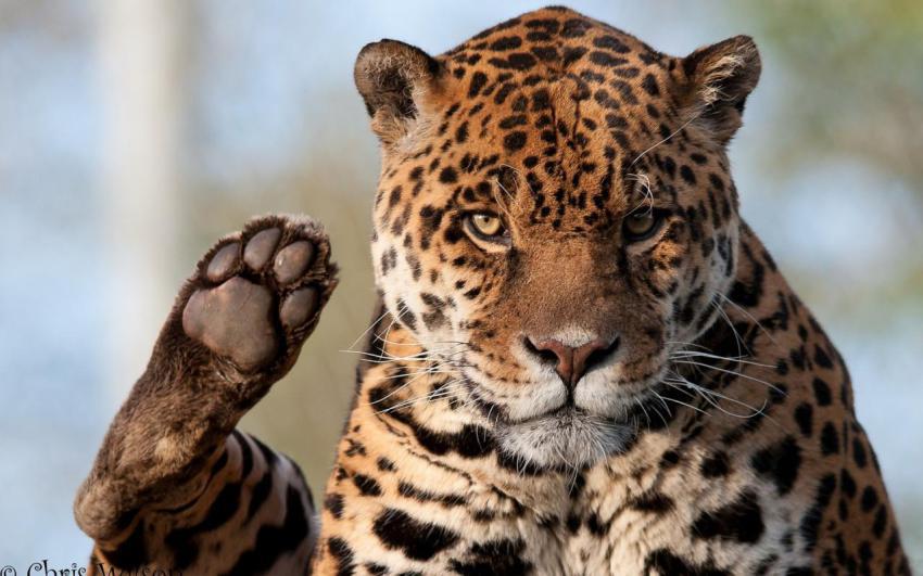 Landscape, animal, girl free download (100)