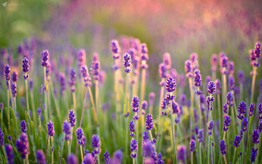 Wallpaper, people, landscape, free download (55)