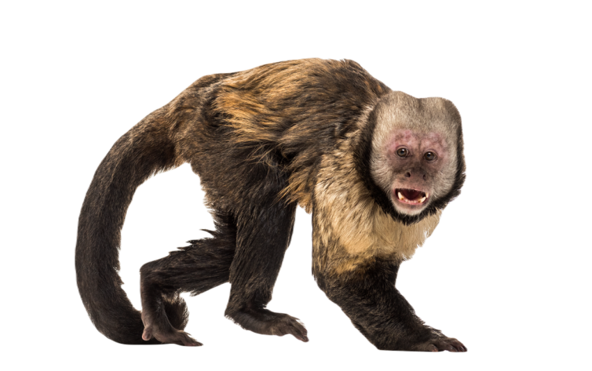 Golden bellied capuchin sapajus xanthosternos 2024 09 27 05 41 21 utc