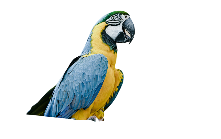 Parrots in the world png file 194
