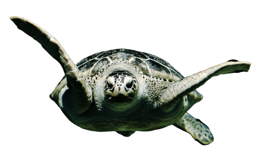 Turtle png file, free download 39