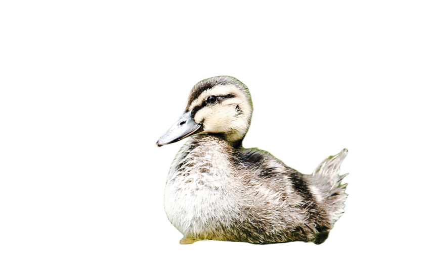 Duck png file, animal free download (frefile com) 53
