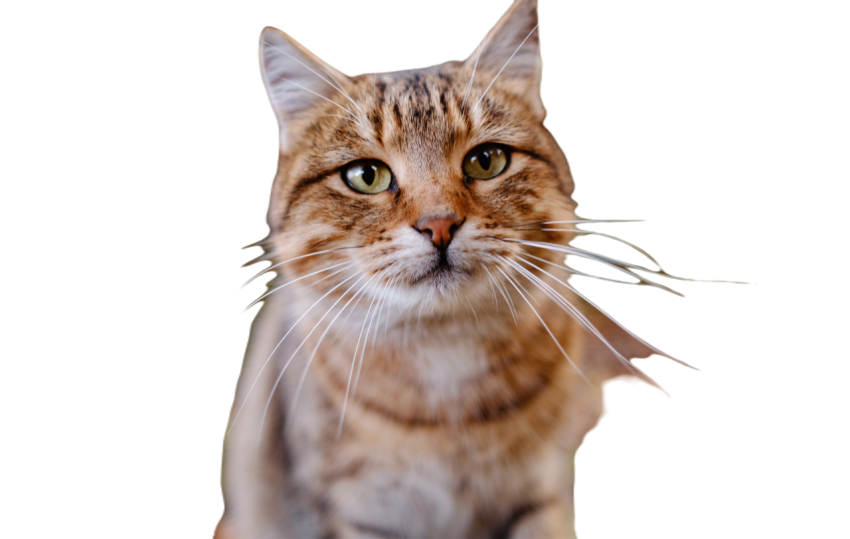A siberian tabby cat exploring the autumn forest 2023 11 27 05 05 57 utc