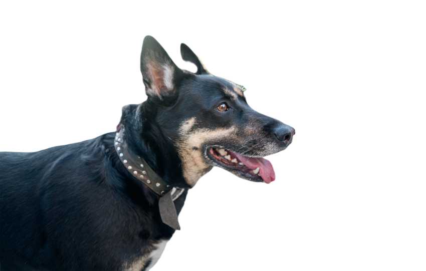 Portrait of a nice crossbreed dog 2023 11 27 05 20 12 utc