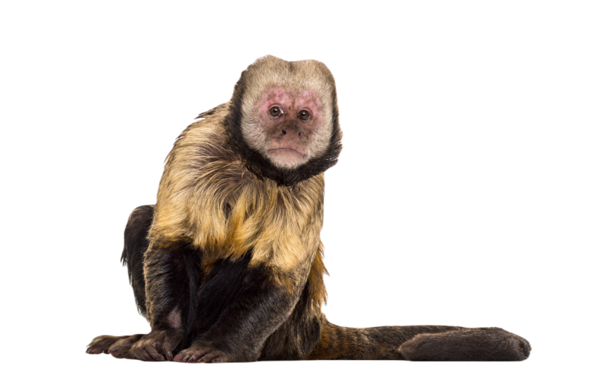 Golden bellied capuchin sapajus xanthosternos 2024 09 27 11 11 50 utc
