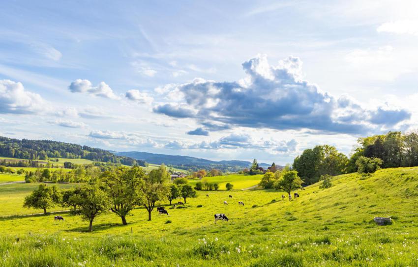 A herd of cows graze on a hill with a meadow and t 2023 11 27 04 56 08 utc