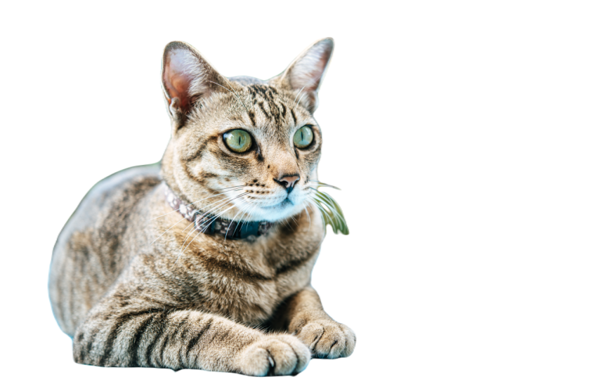Close up of the tabby on the blue cement floor and 2023 11 27 04 50 43 utc
