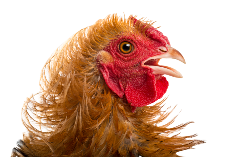 Close up of crossbreed rooster pekin and wyandott 2024 09 27 10 18 59 utc