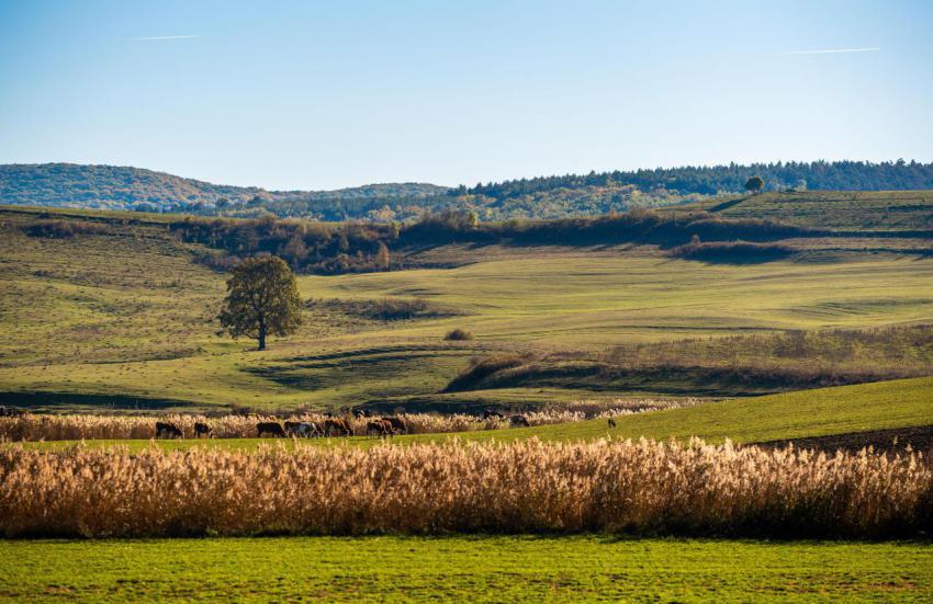 Scenic view of a lush green landscape with a lone 2024 10 30 03 19 26 utc