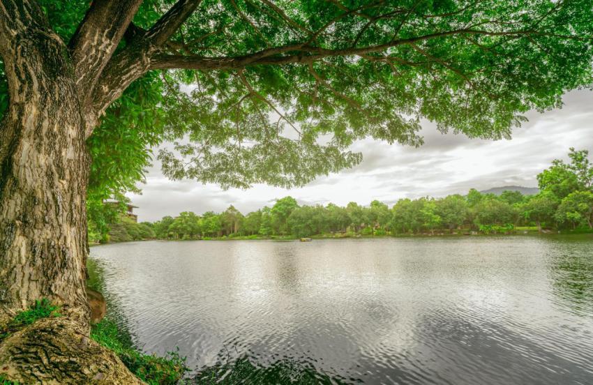 Big old rain tree with green leaves and lake lands 2023 11 27 05 04 59 utc