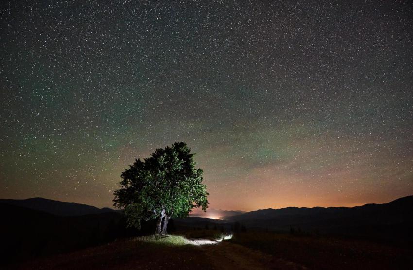 Lonely high tree under starry night sky and milky 2023 11 27 04 53 10 utc