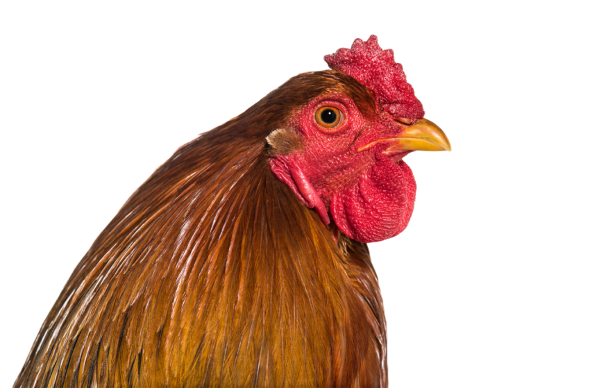 Brahma rooster close up against white background 2024 09 26 21 29 19 utc